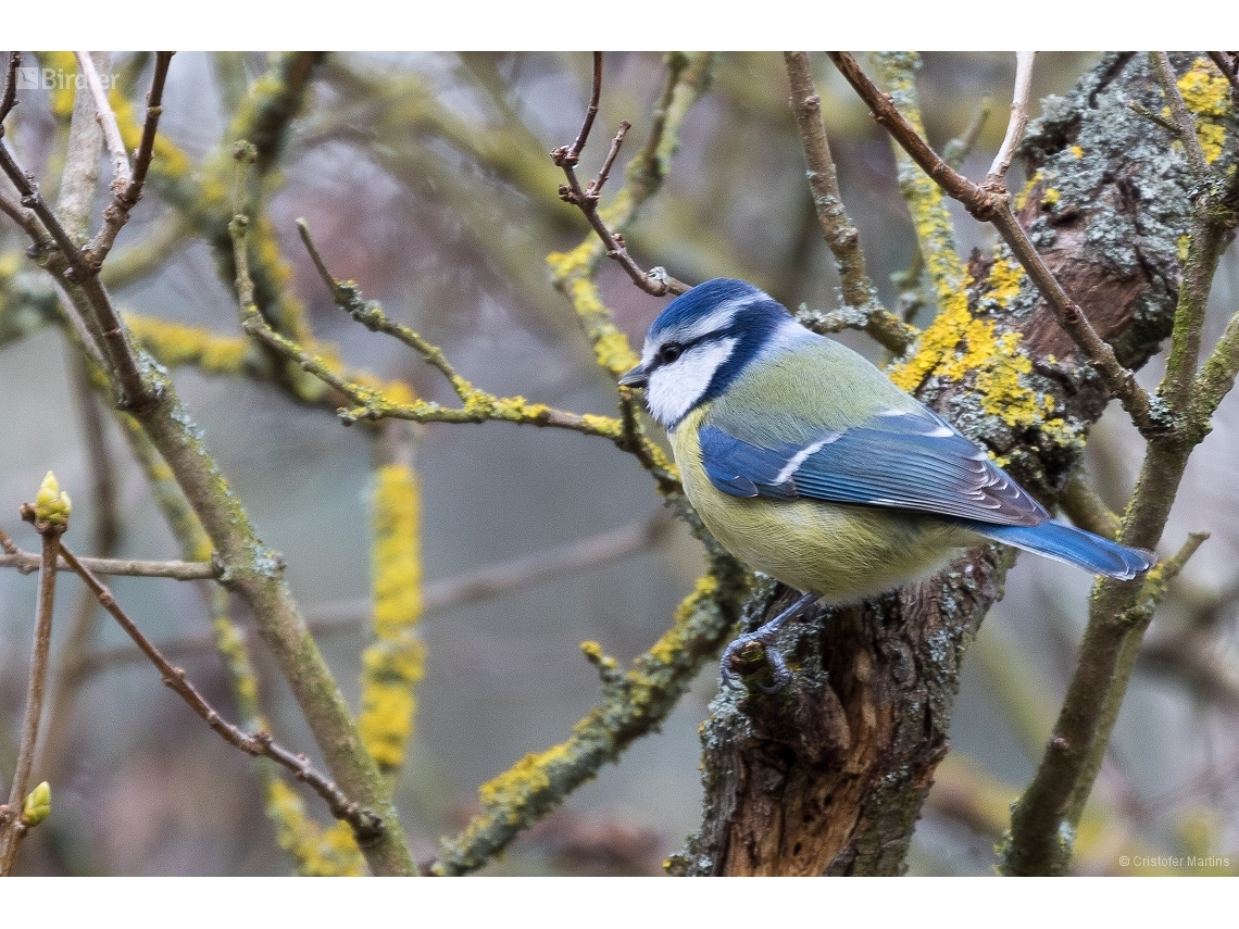 Cyanistes caeruleus