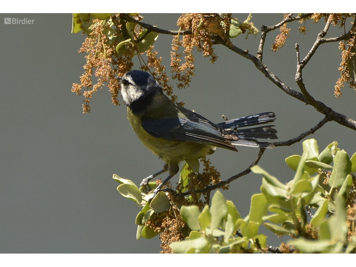 Cyanistes caeruleus