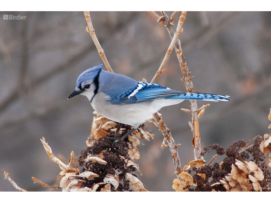 Cyanocitta cristata