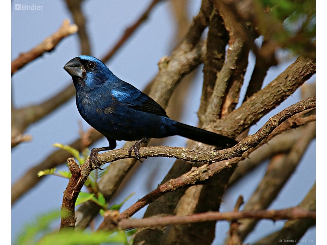 Cyanoloxia brissonii