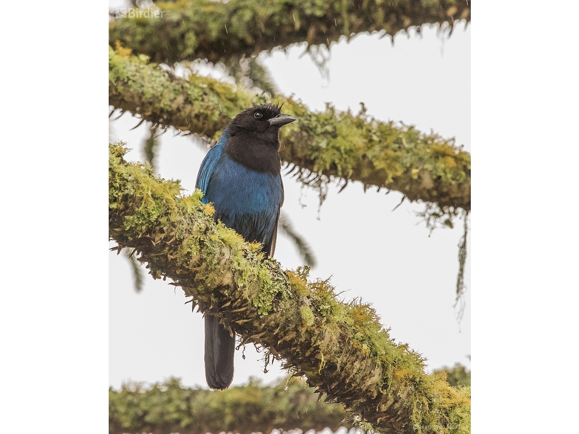 Cyanocorax coeruleus