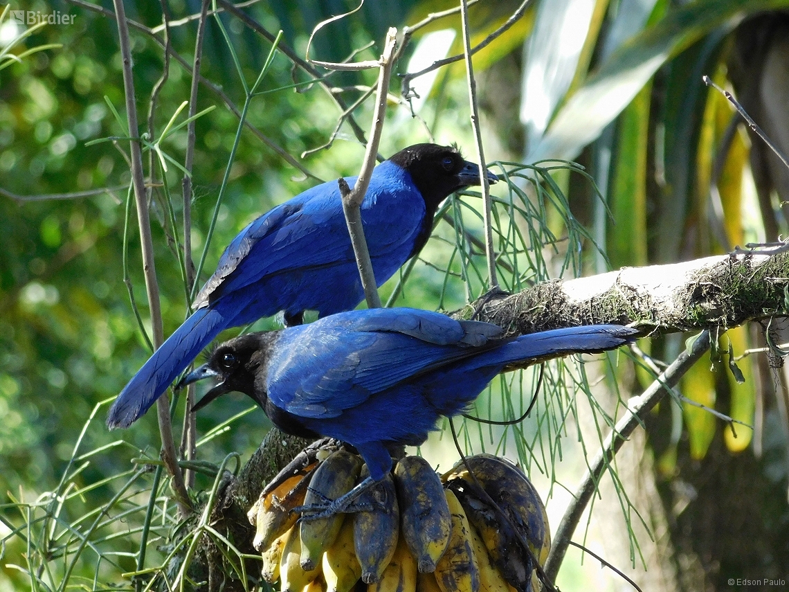 Cyanocorax coeruleus