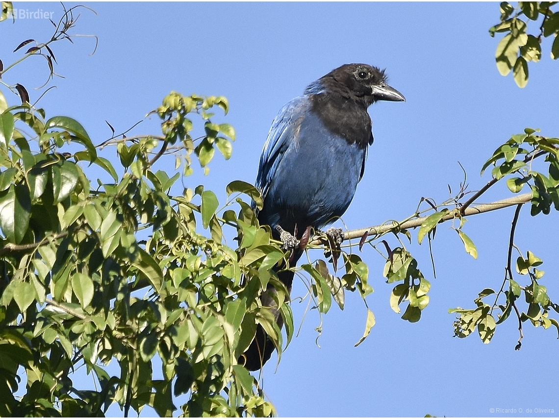 Cyanocorax caeruleus