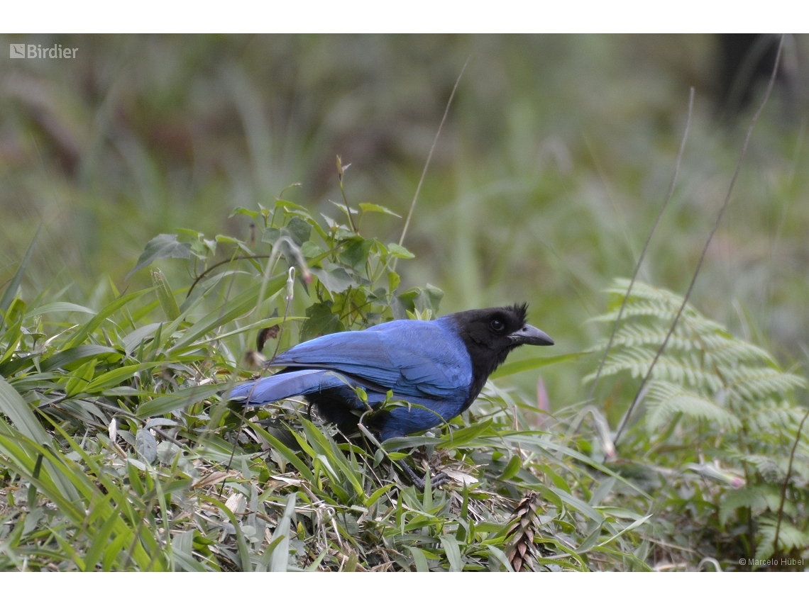 Cyanocorax caeruleus