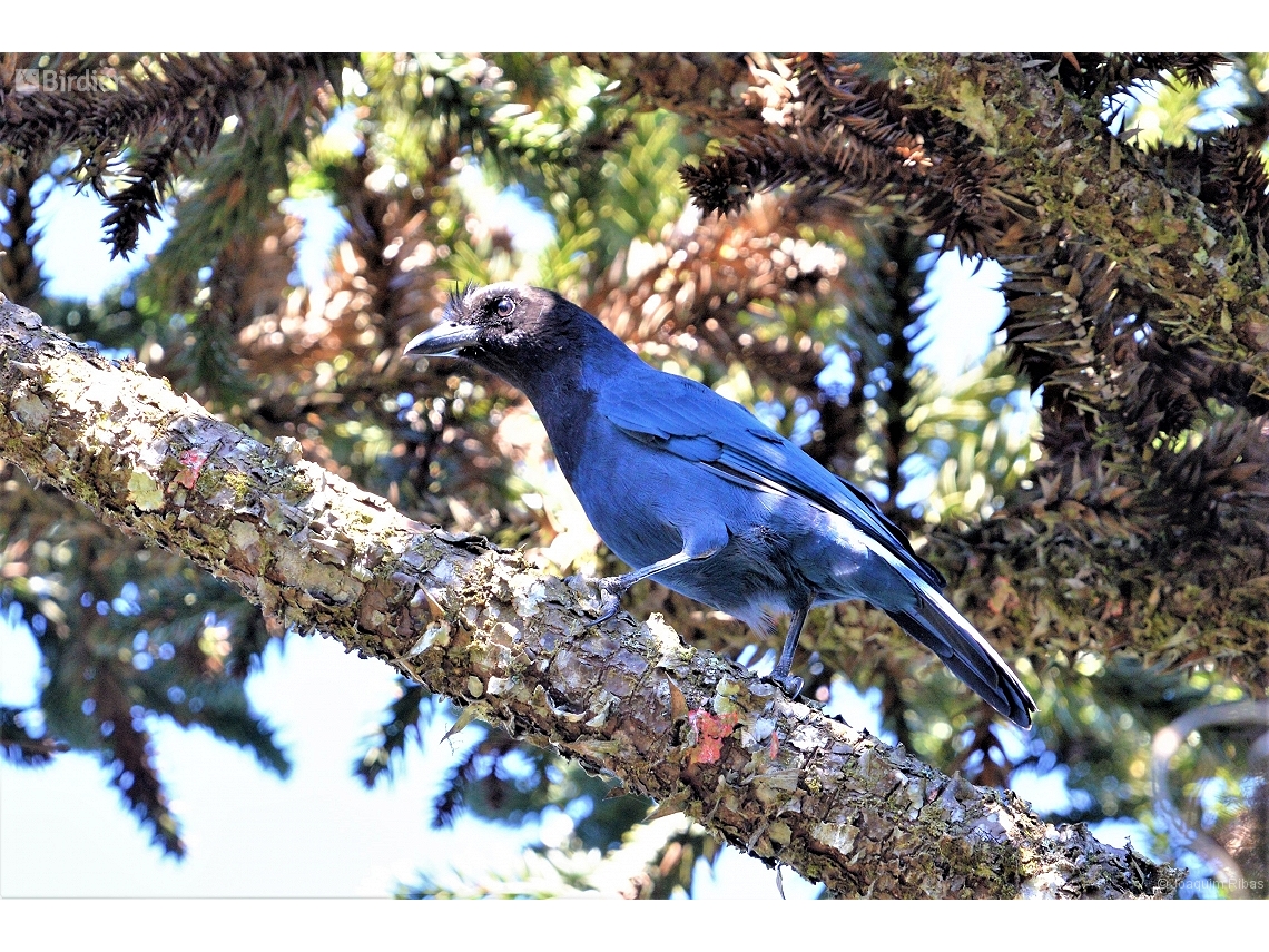 Cyanocorax coeruleus