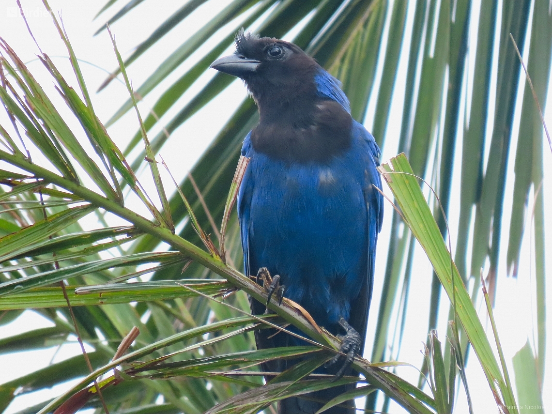 Cyanocorax coeruleus