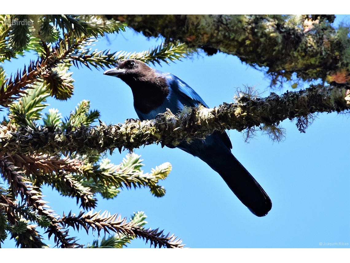 Cyanocorax coeruleus