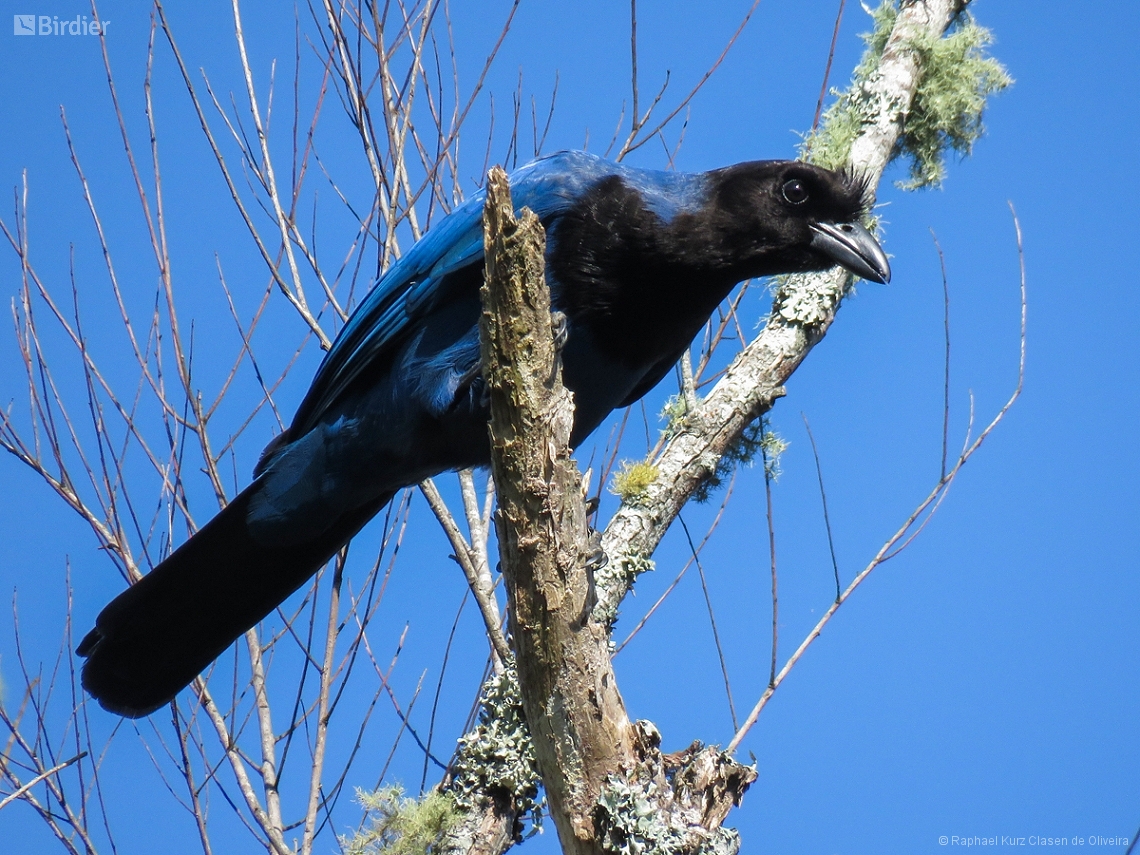 Cyanocorax coeruleus