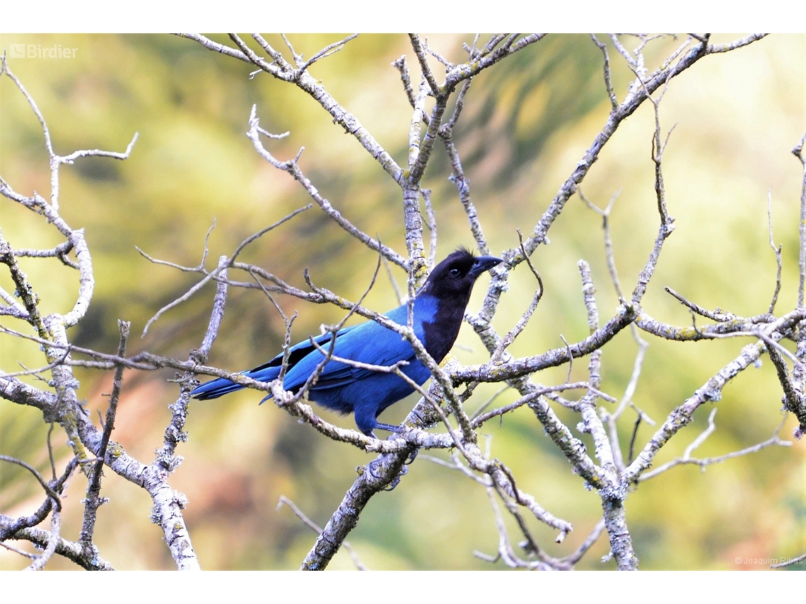 Cyanocorax caeruleus