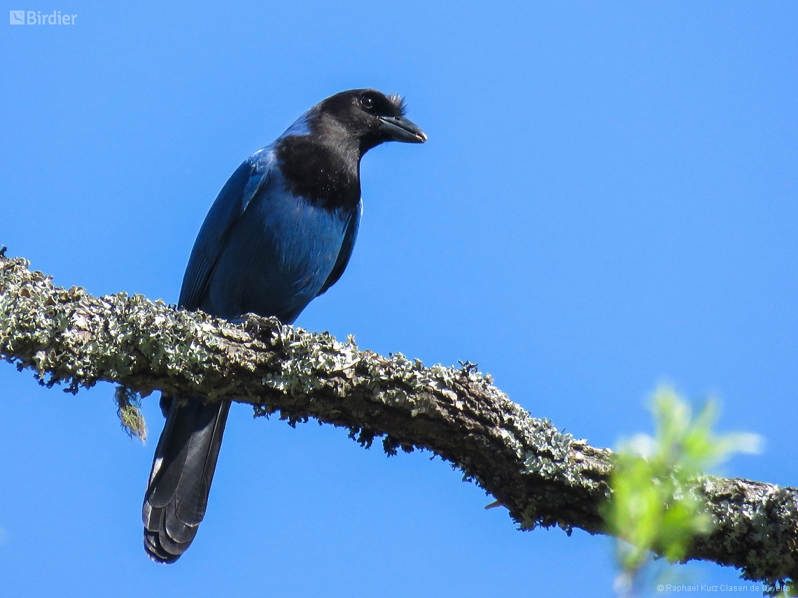 Cyanocorax caeruleus