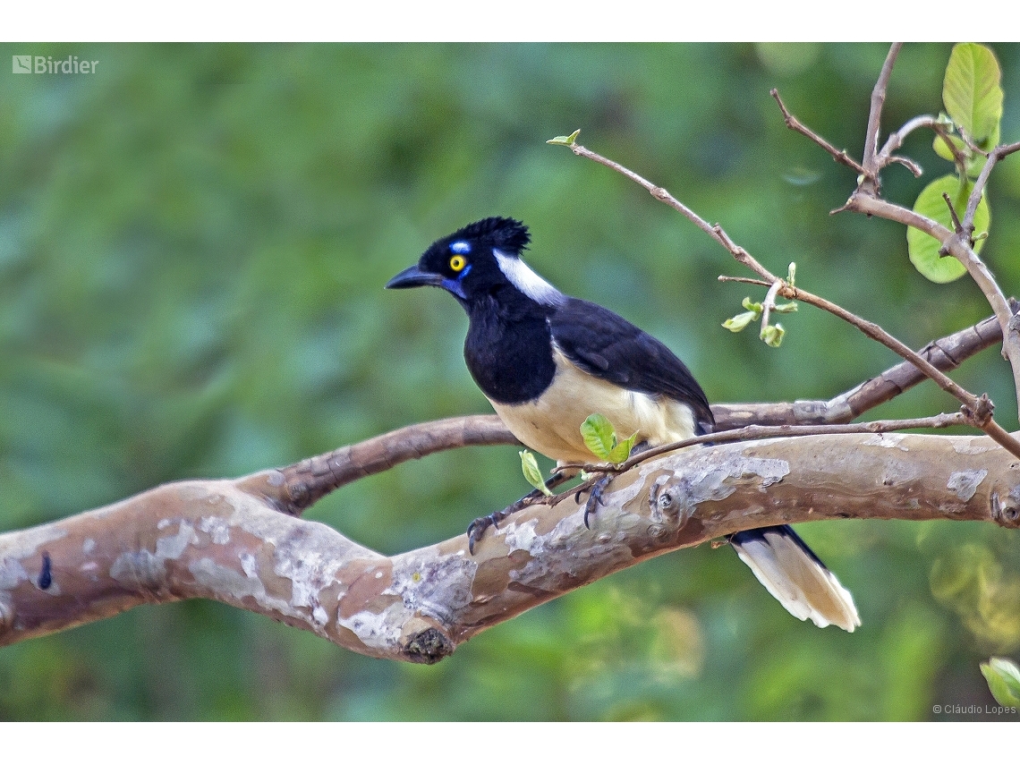 Cyanocorax chrysops