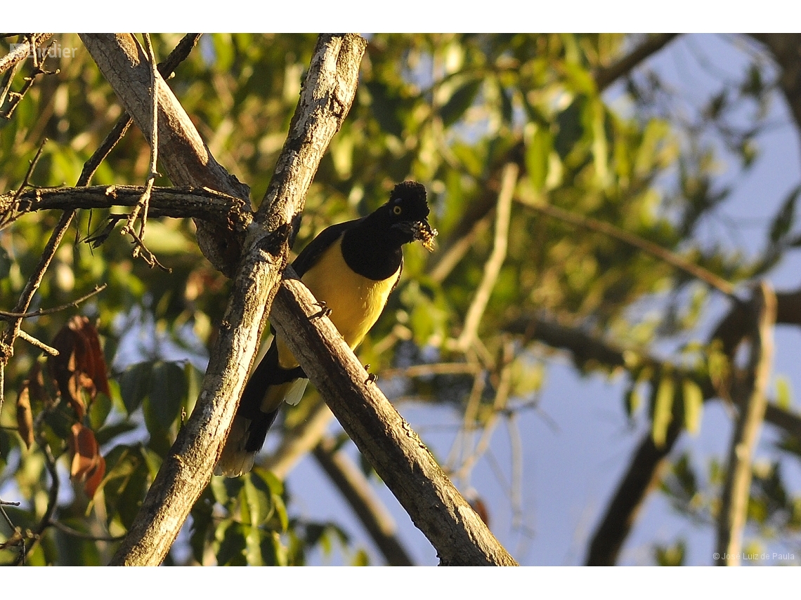 Cyanocorax chrysops