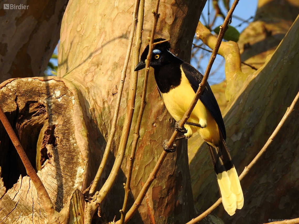 Cyanocorax chrysops