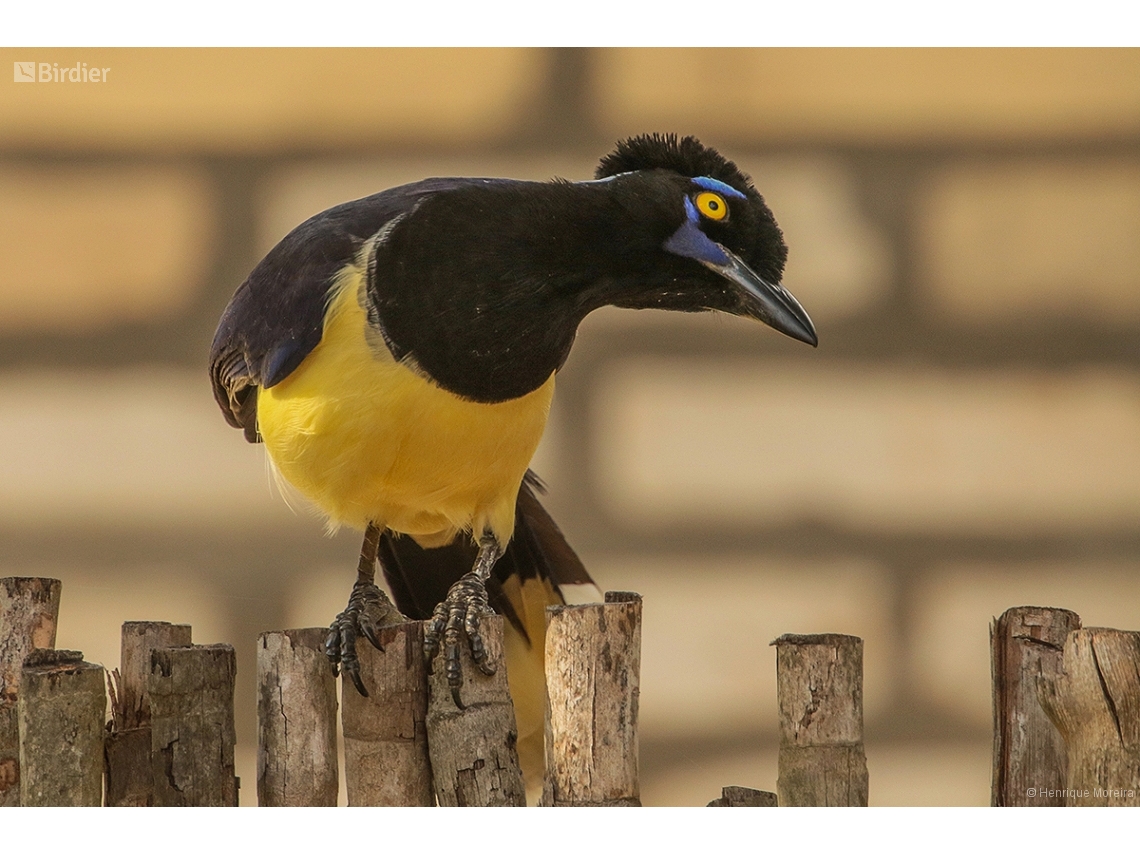 Cyanocorax chrysops