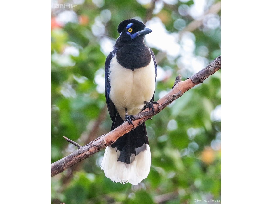 Cyanocorax chrysops