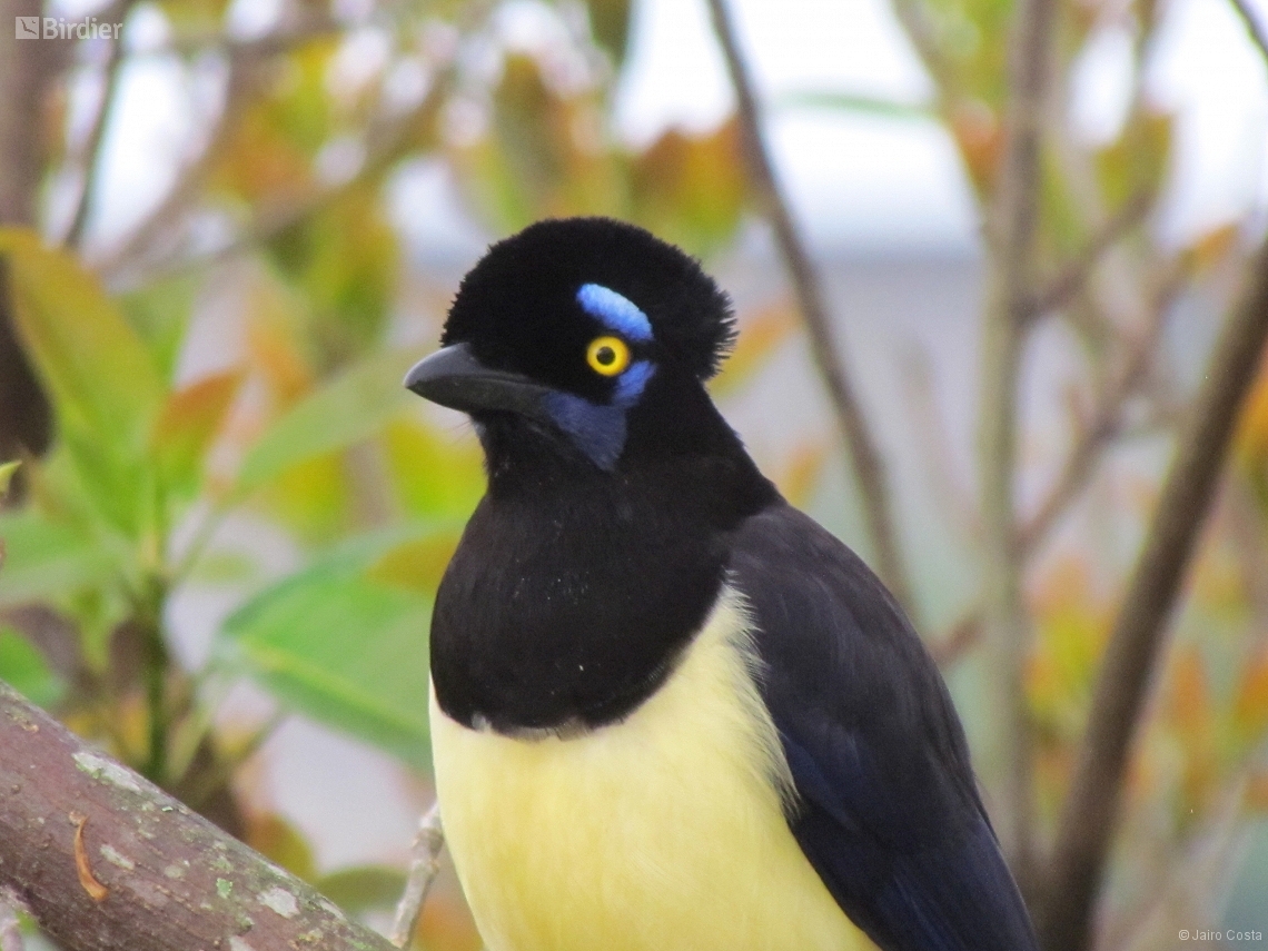 Cyanocorax chrysops