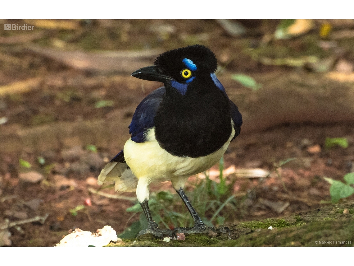 Cyanocorax chrysops