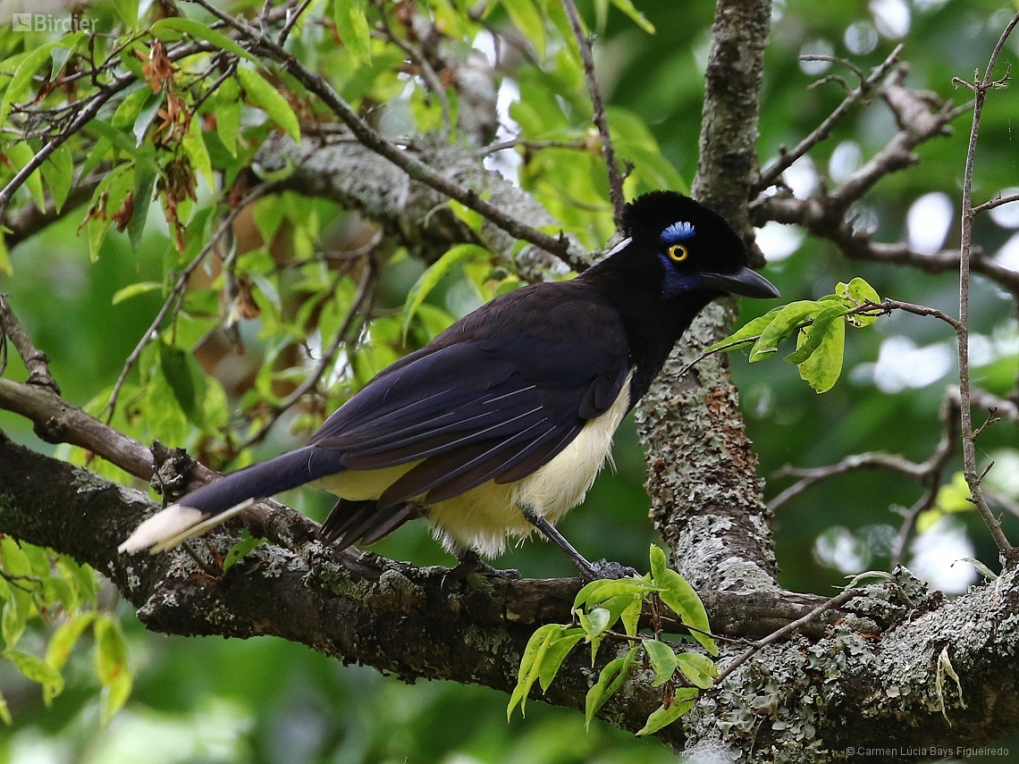 Cyanocorax chrysops