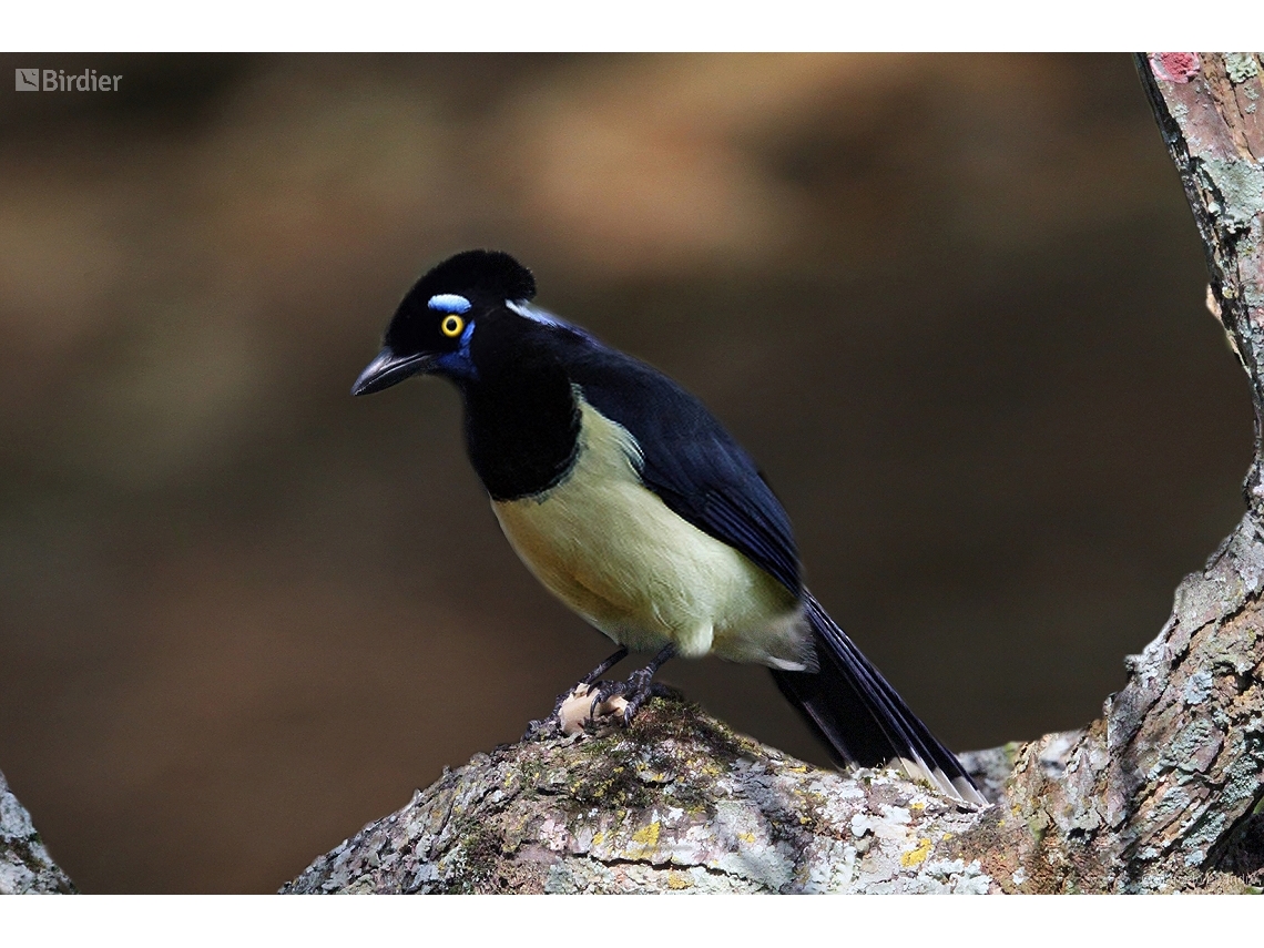 Cyanocorax chrysops