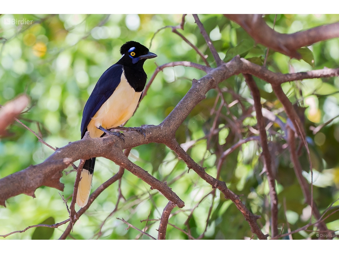 Cyanocorax chrysops