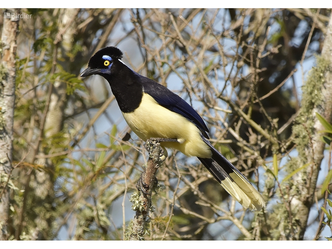 Cyanocorax chrysops