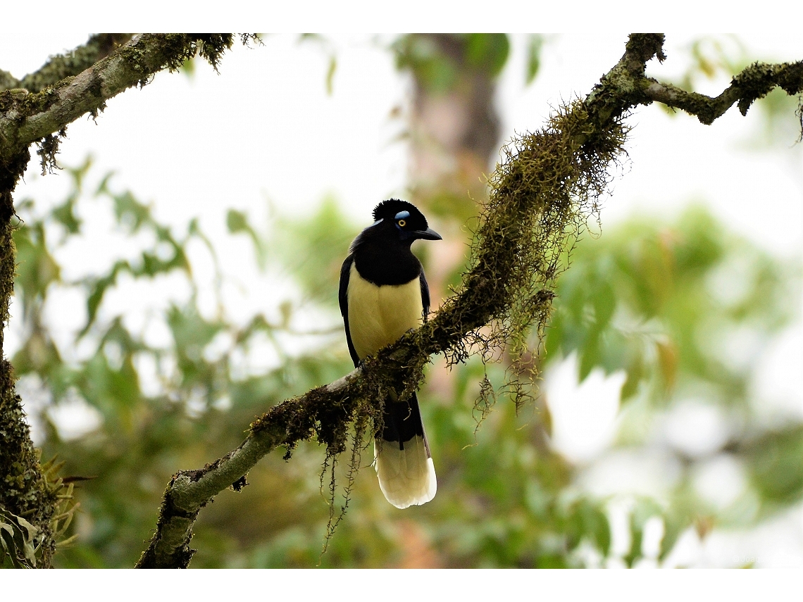 Cyanocorax chrysops