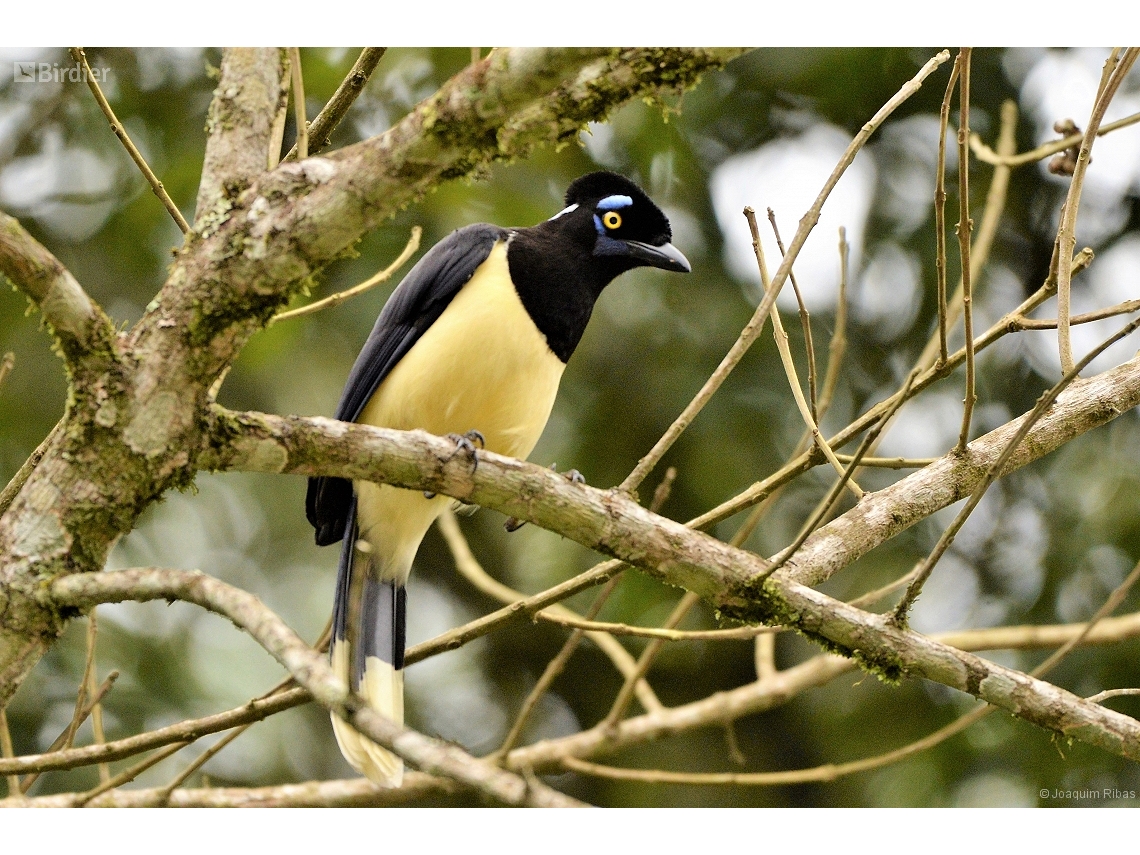 Cyanocorax chrysops