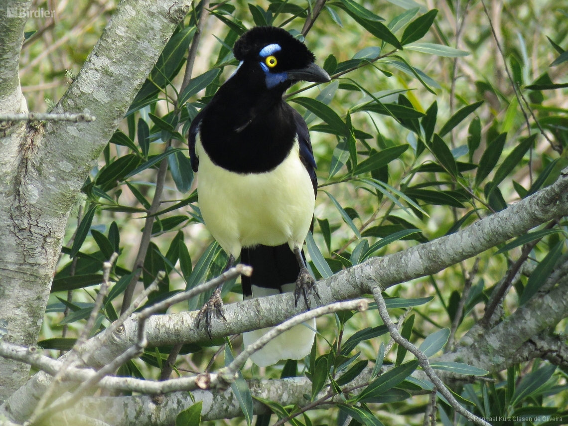 Cyanocorax chrysops