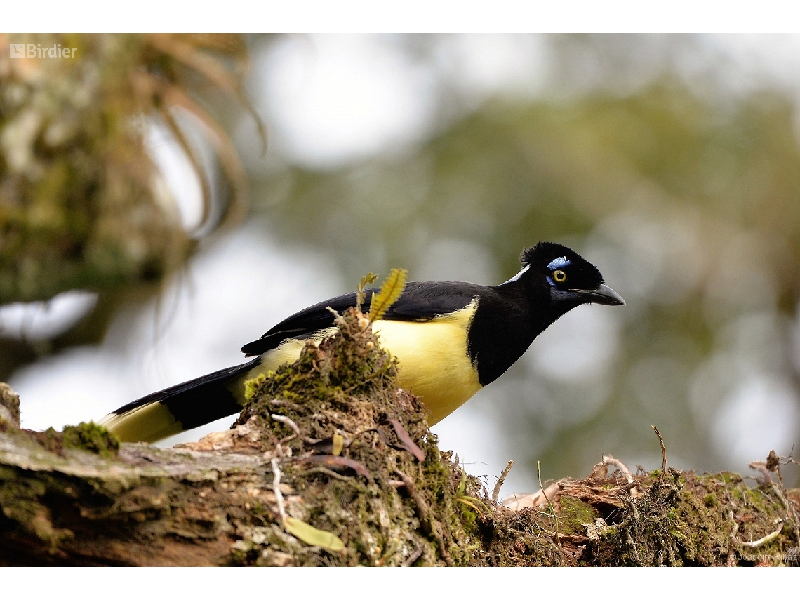 Cyanocorax chrysops