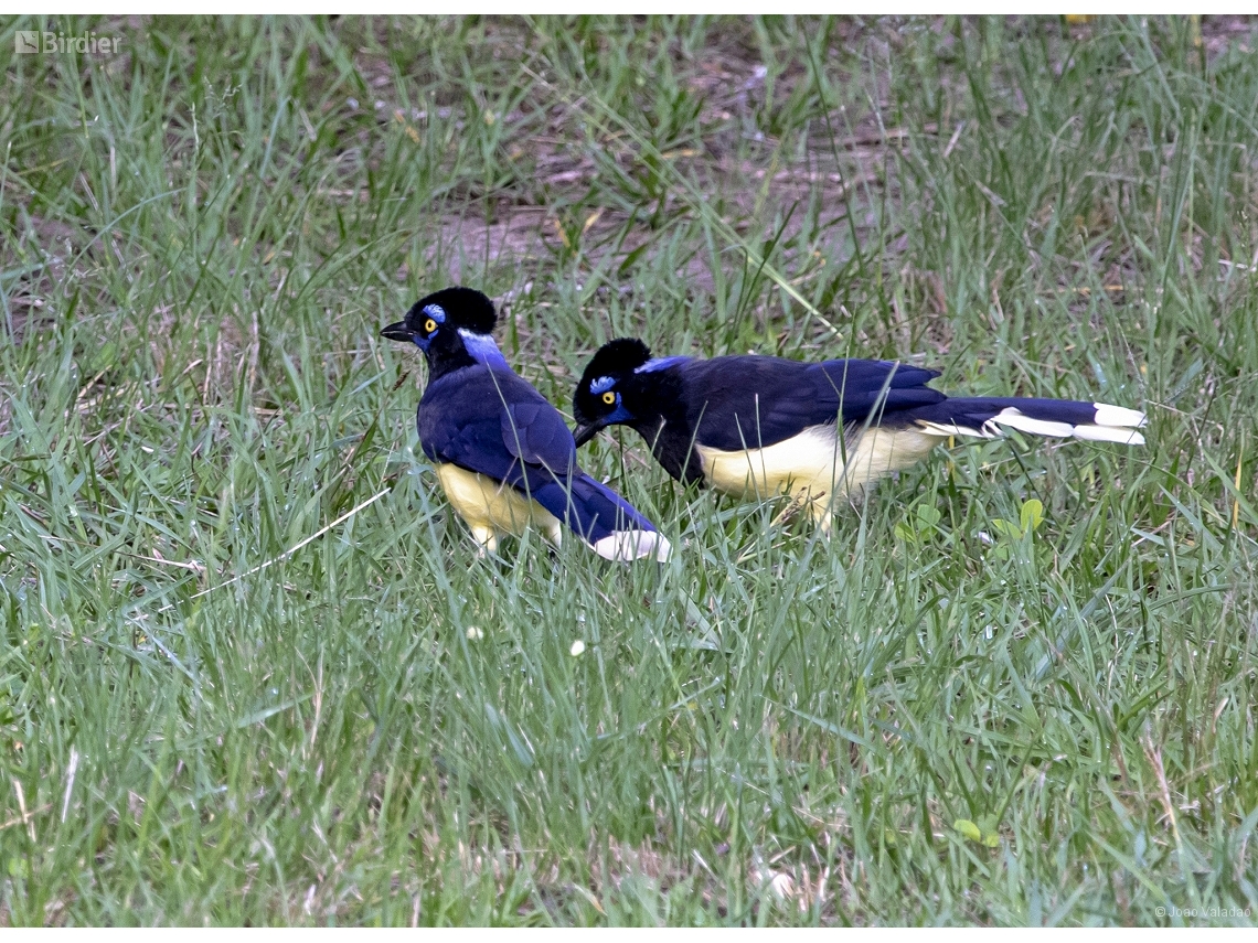 Cyanocorax chrysops