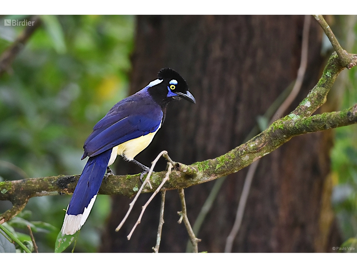 Cyanocorax chrysops