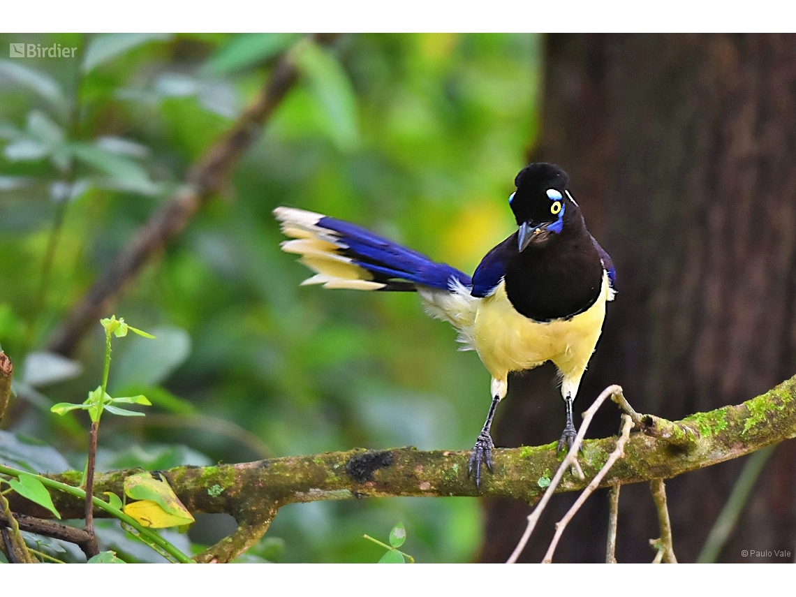 Cyanocorax chrysops