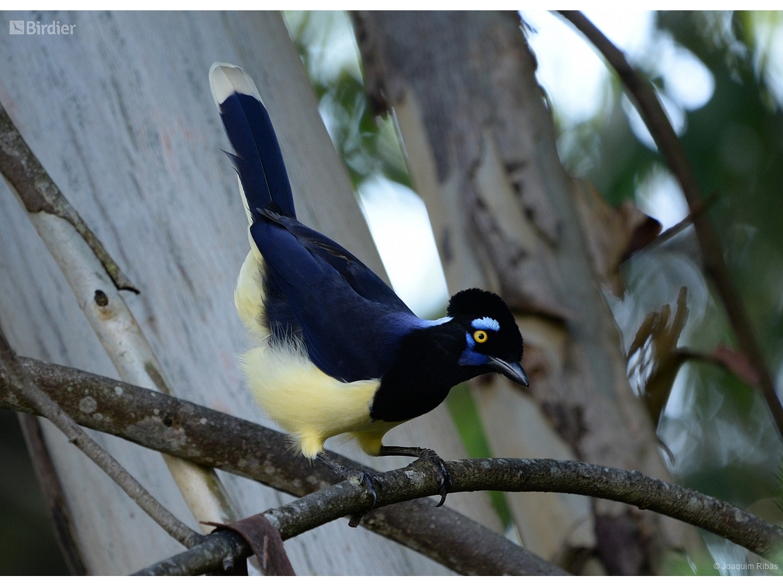 Cyanocorax chrysops