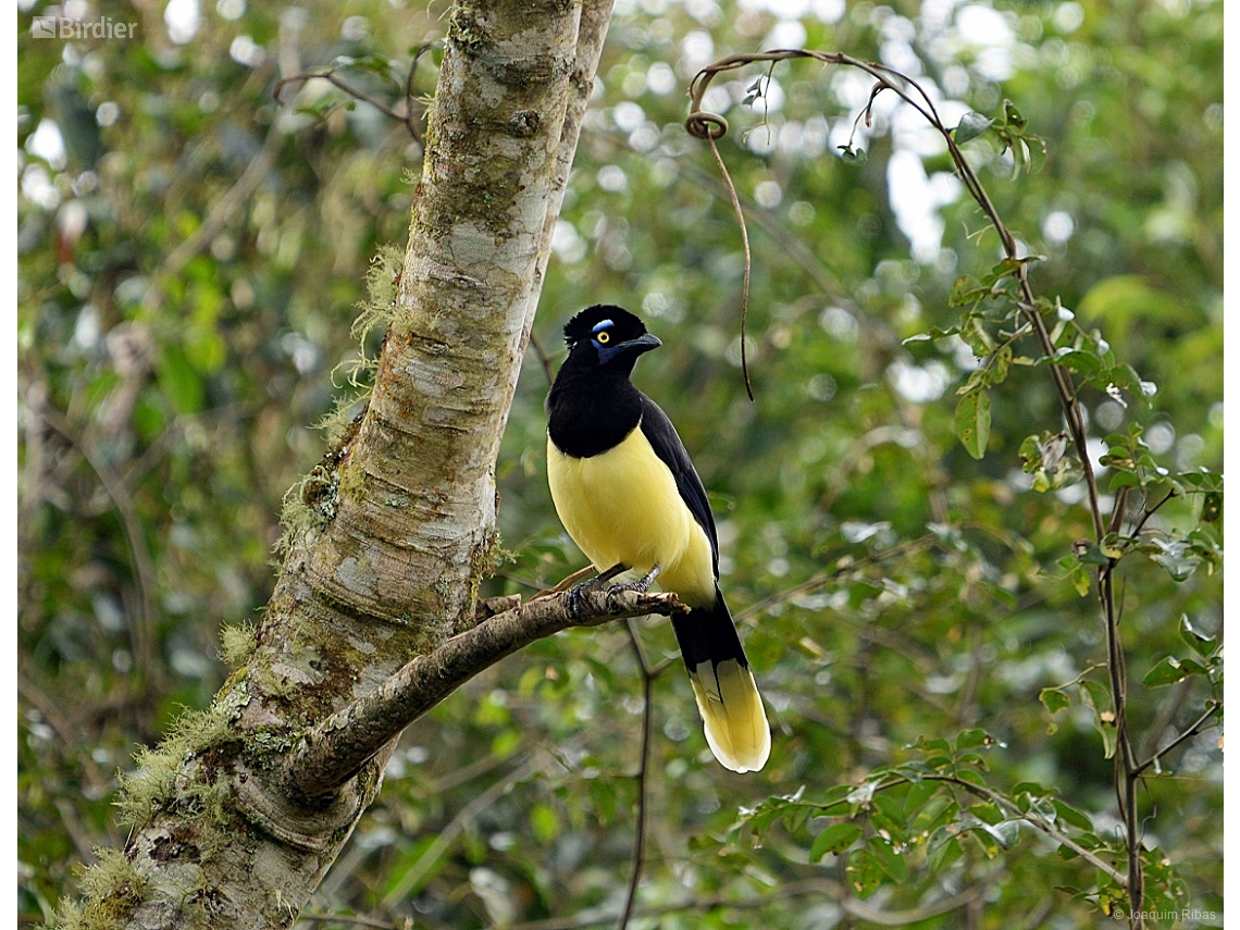 Cyanocorax chrysops