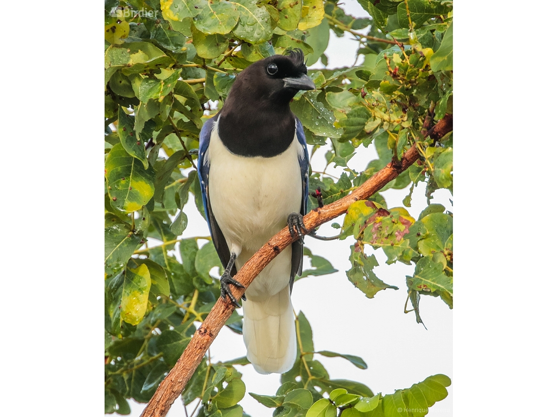 Cyanocorax cristatellus