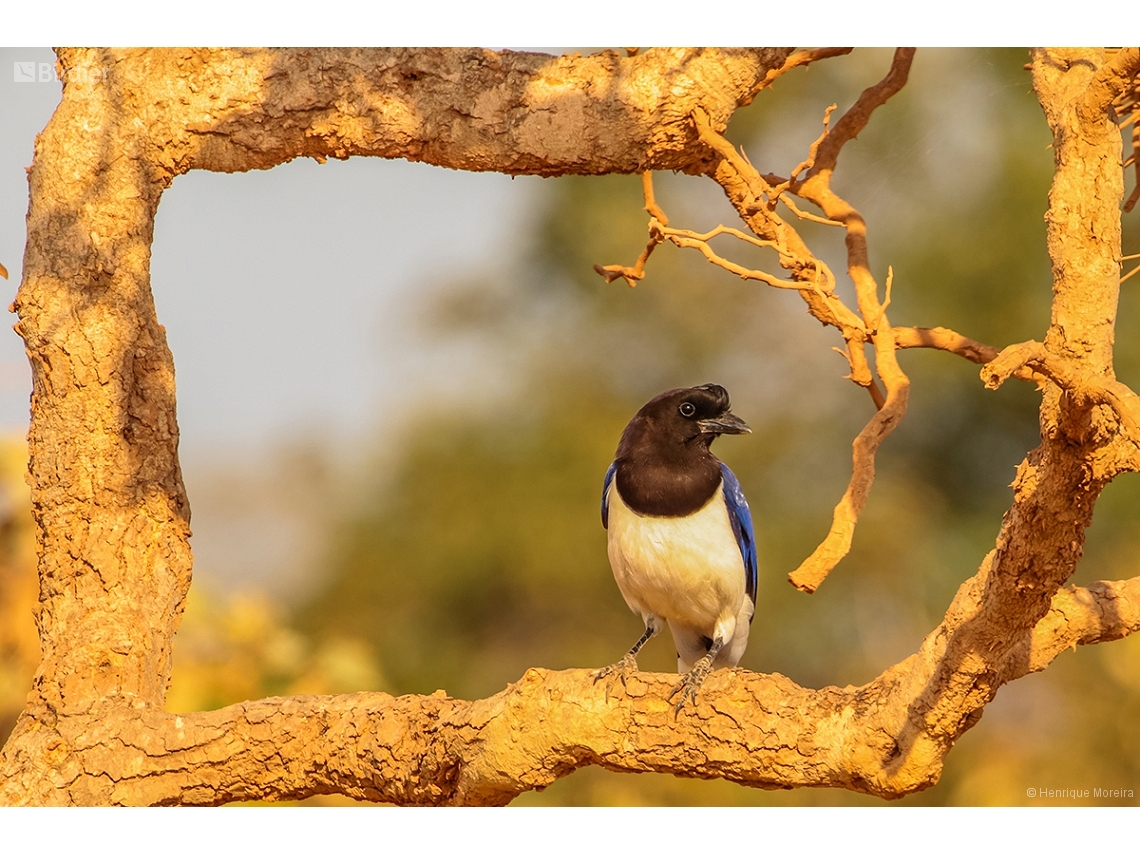 Cyanocorax cristatellus