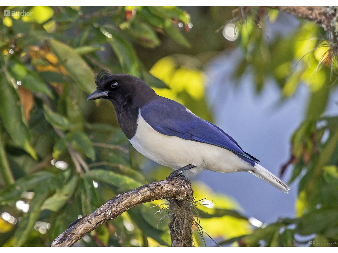 Cyanocorax cristatellus