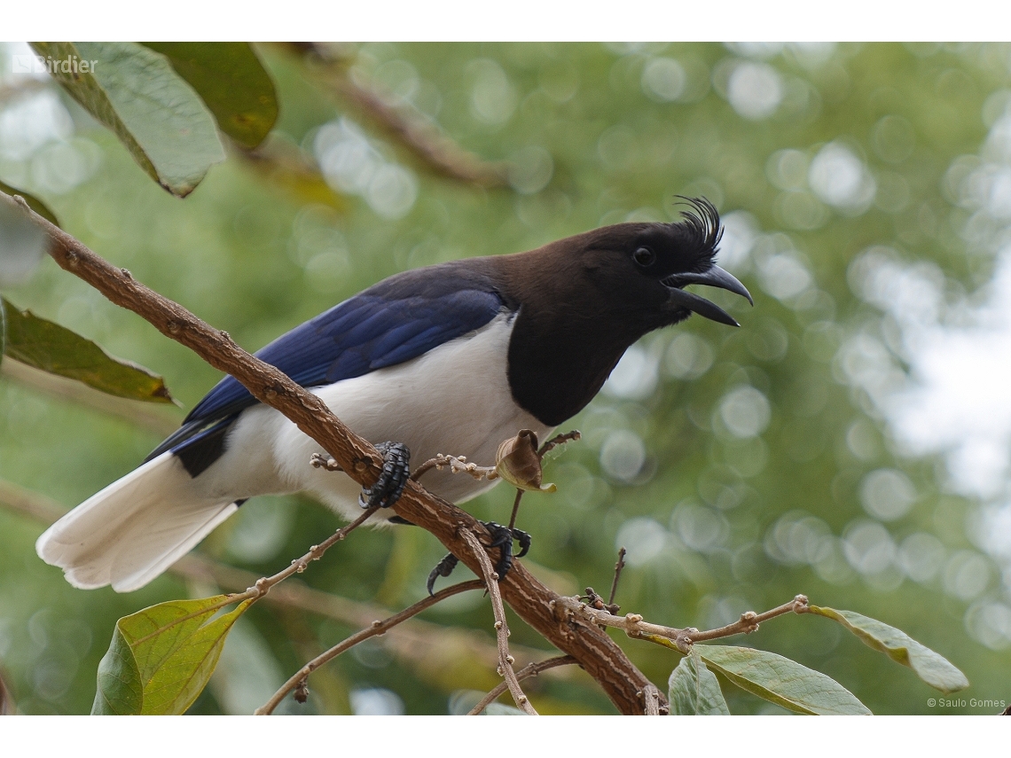 Cyanocorax cristatellus