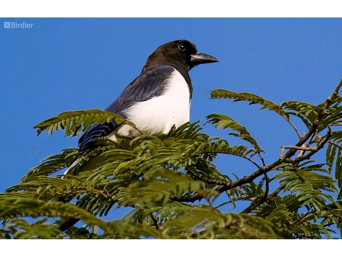 Cyanocorax cristatellus