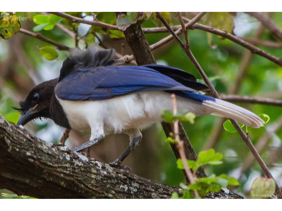 Cyanocorax cristatellus