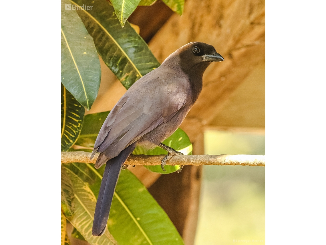 Cyanocorax cyanomelas