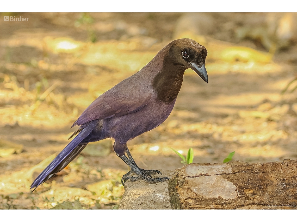 Cyanocorax cyanomelas