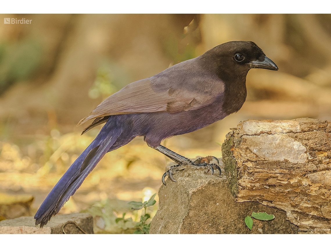 Cyanocorax cyanomelas