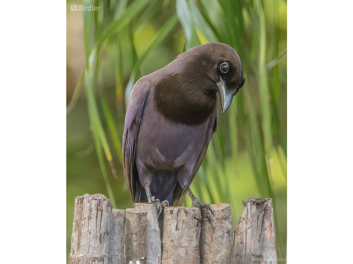 Cyanocorax cyanomelas