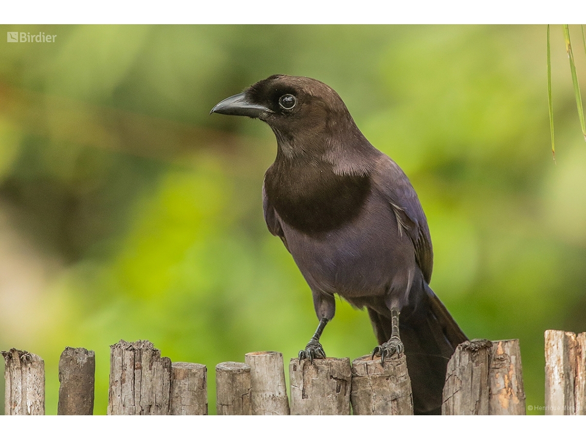 Cyanocorax cyanomelas