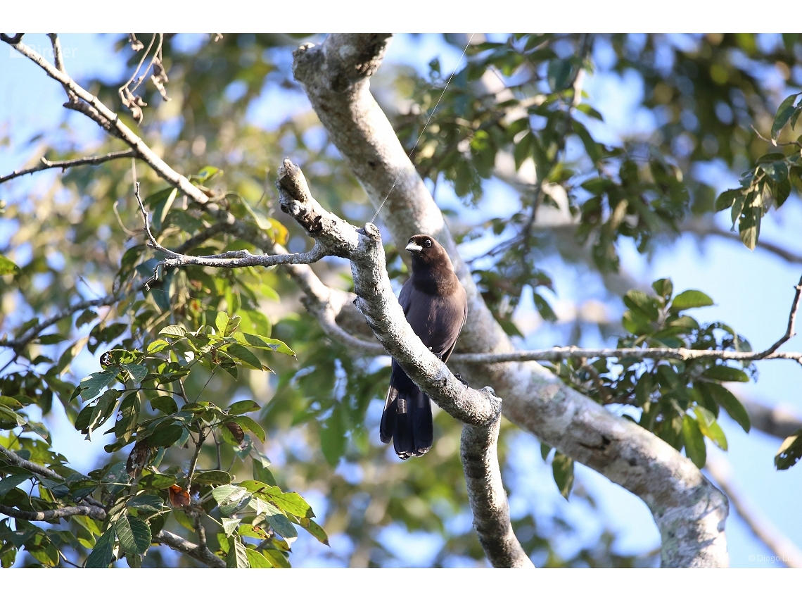 Cyanocorax cyanomelas