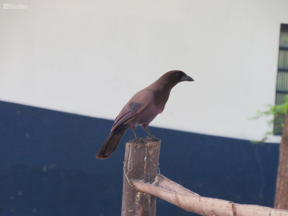 Cyanocorax cyanomelas