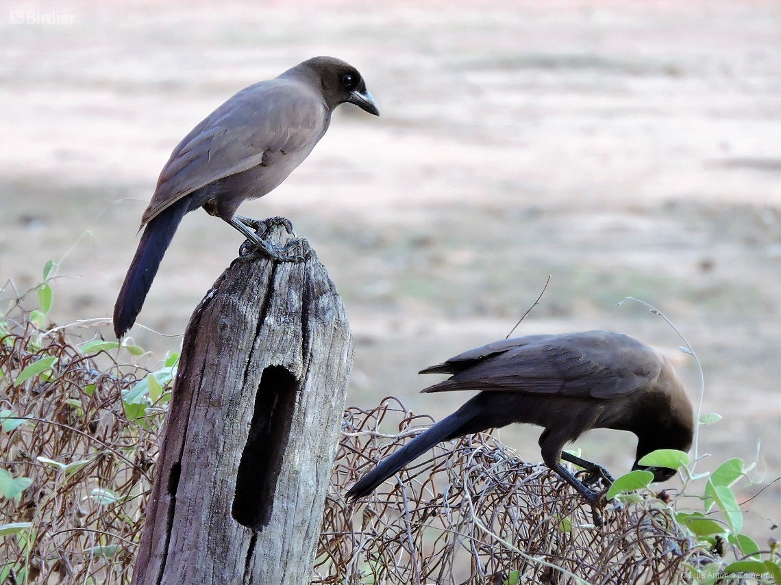 Cyanocorax cyanomelas