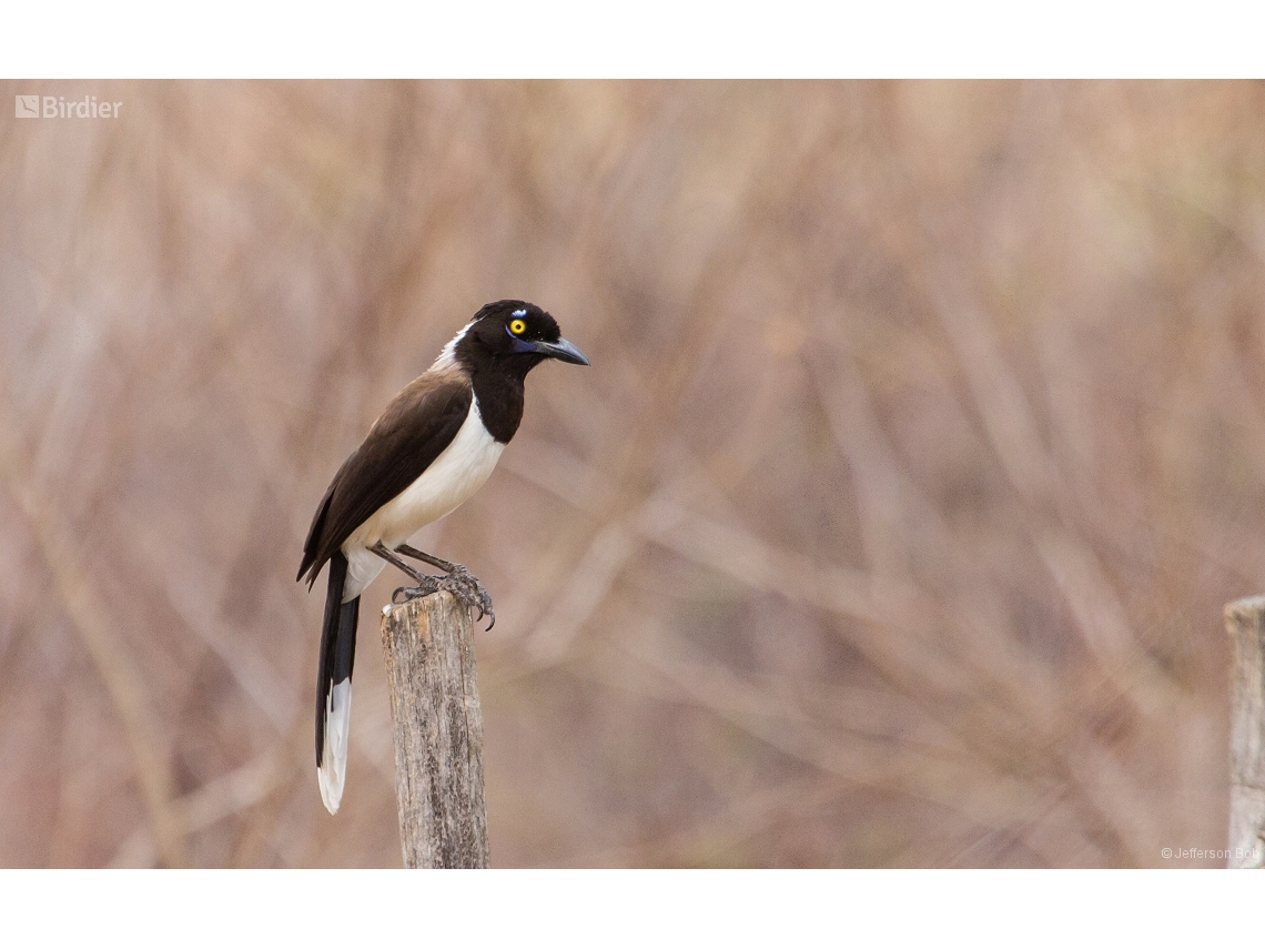 Cyanocorax cyanopogon