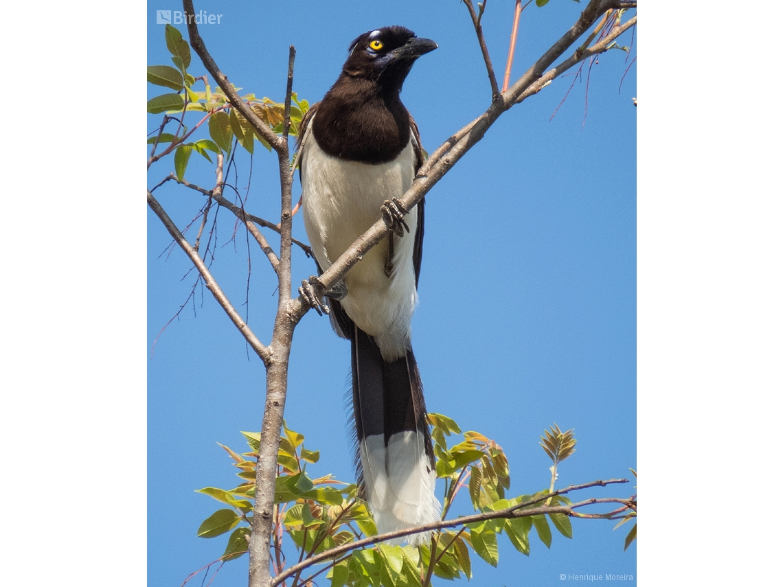 Cyanocorax cyanopogon